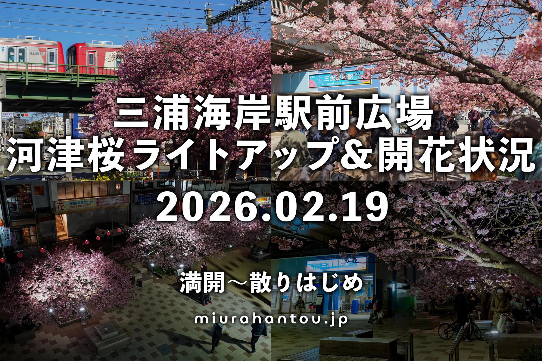 三浦海岸駅前広場の河津桜・開花状況（撮影日：2026.02.19）