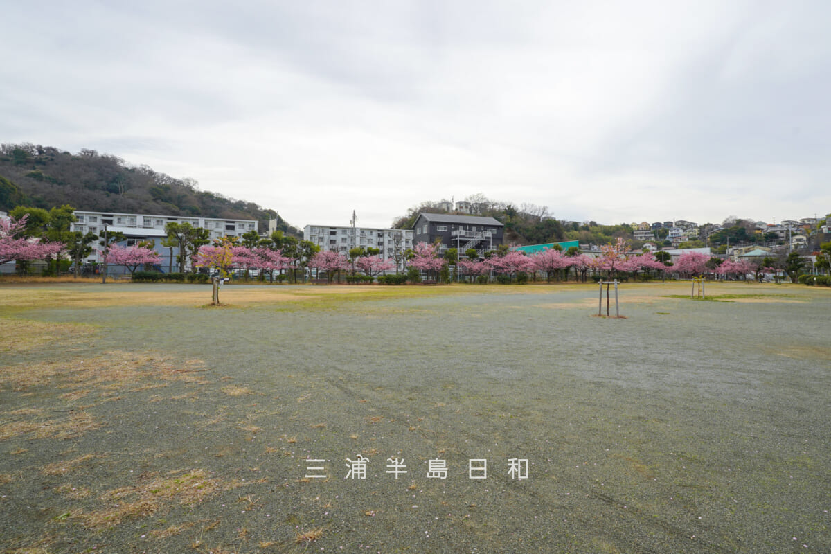 浦郷公園・京急ストアスパーク浦郷店側の河津桜並木全景(撮影日:2026.02.27)
