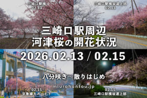 三崎口駅周辺の河津桜・開花状況（撮影日：2026.02.13＆02.15）