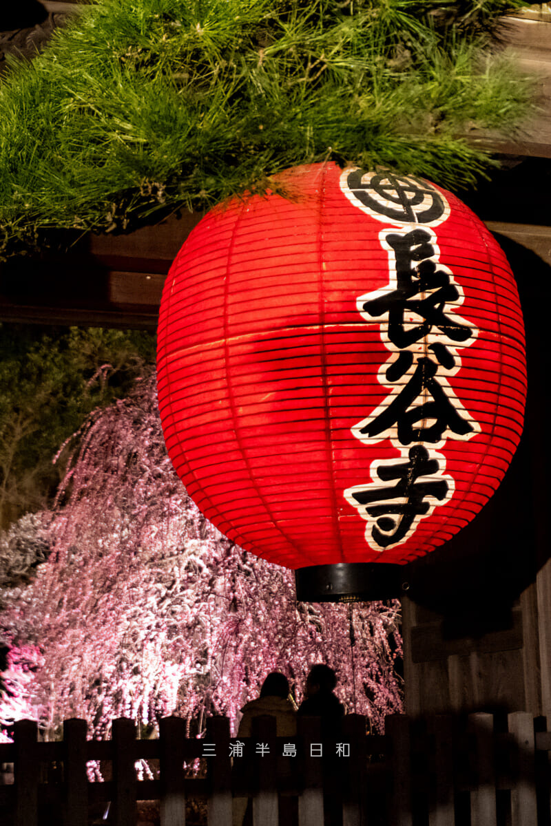 長谷寺「梅ライトアップ」・ライトアップされた山門越しの枝垂れ梅[タテ]（撮影日：2026.02.13）