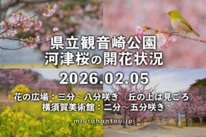 県立観音崎公園＆横須賀美術館-花の広場の河津桜・開花状況（撮影日：2026.02.05）