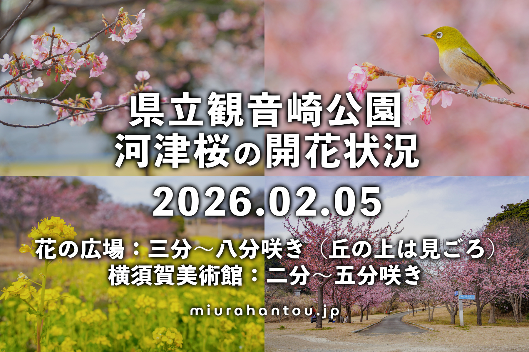 県立観音崎公園＆横須賀美術館-花の広場の河津桜・開花状況（撮影日：2026.02.05）