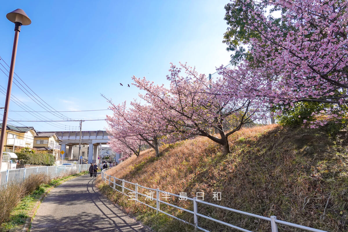 沓形公園沿いの河津桜(三崎口駅寄り)(撮影日:2026.02.22)