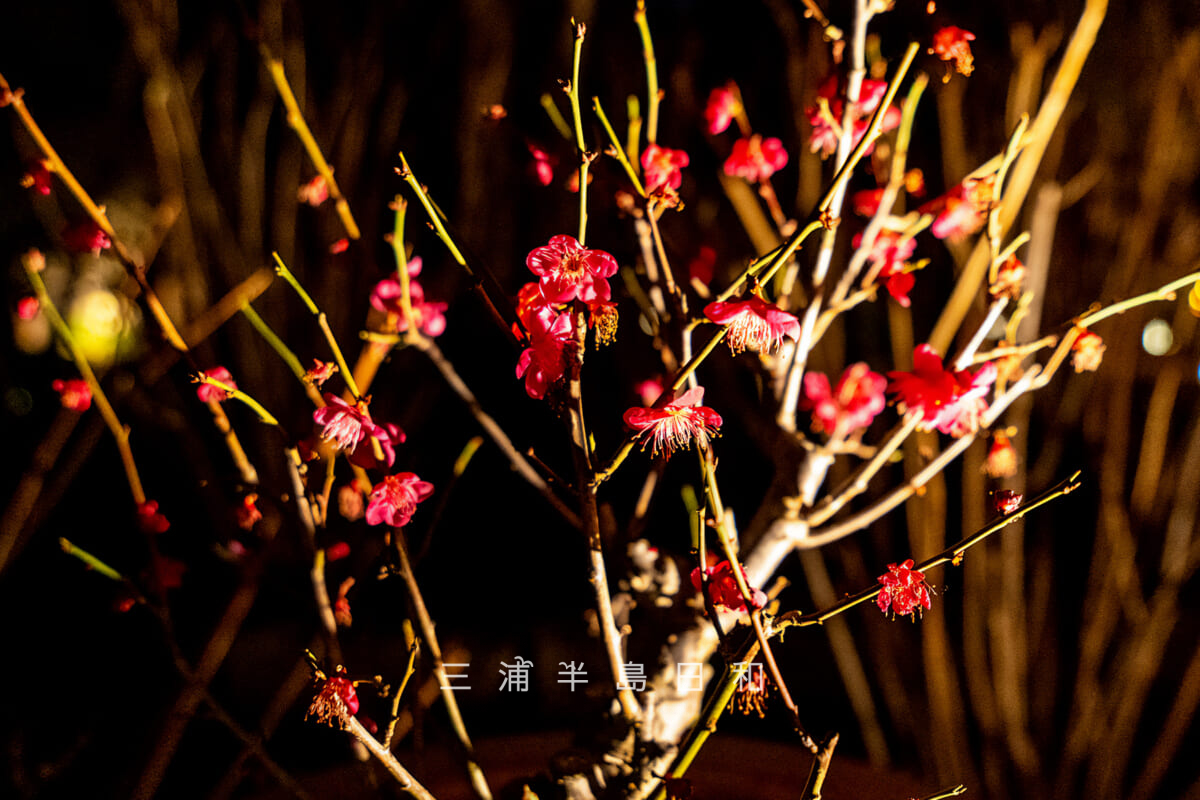 長谷寺「梅ライトアップ」・緑陰の庭の鉢植えの紅梅[アップ]（撮影日：2026.02.13）