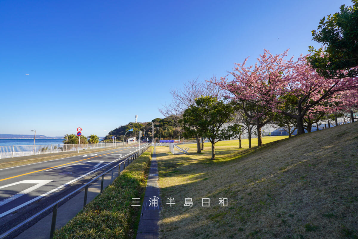 横須賀美術館・海の広場前の通りと河津桜(撮影日:2026.02.19)