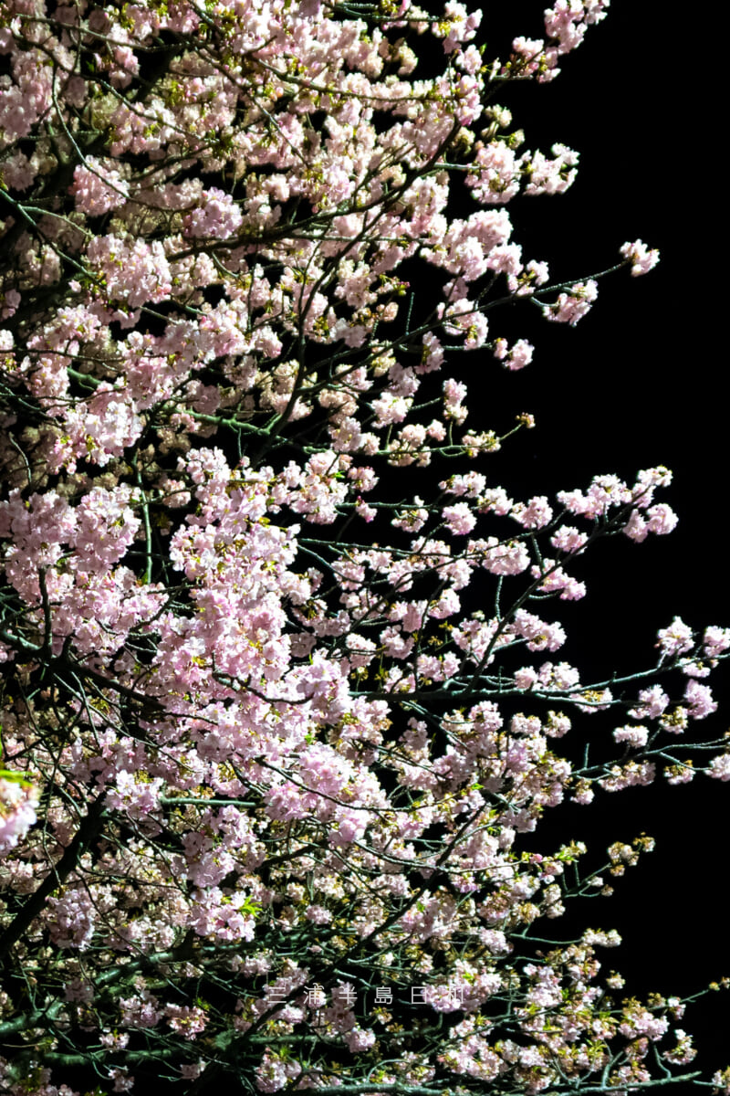 三崎口駅横坂道上部の桜並木・街灯ライトアップによる河津桜の夜桜を見上げる(撮影日:2026.02.15)