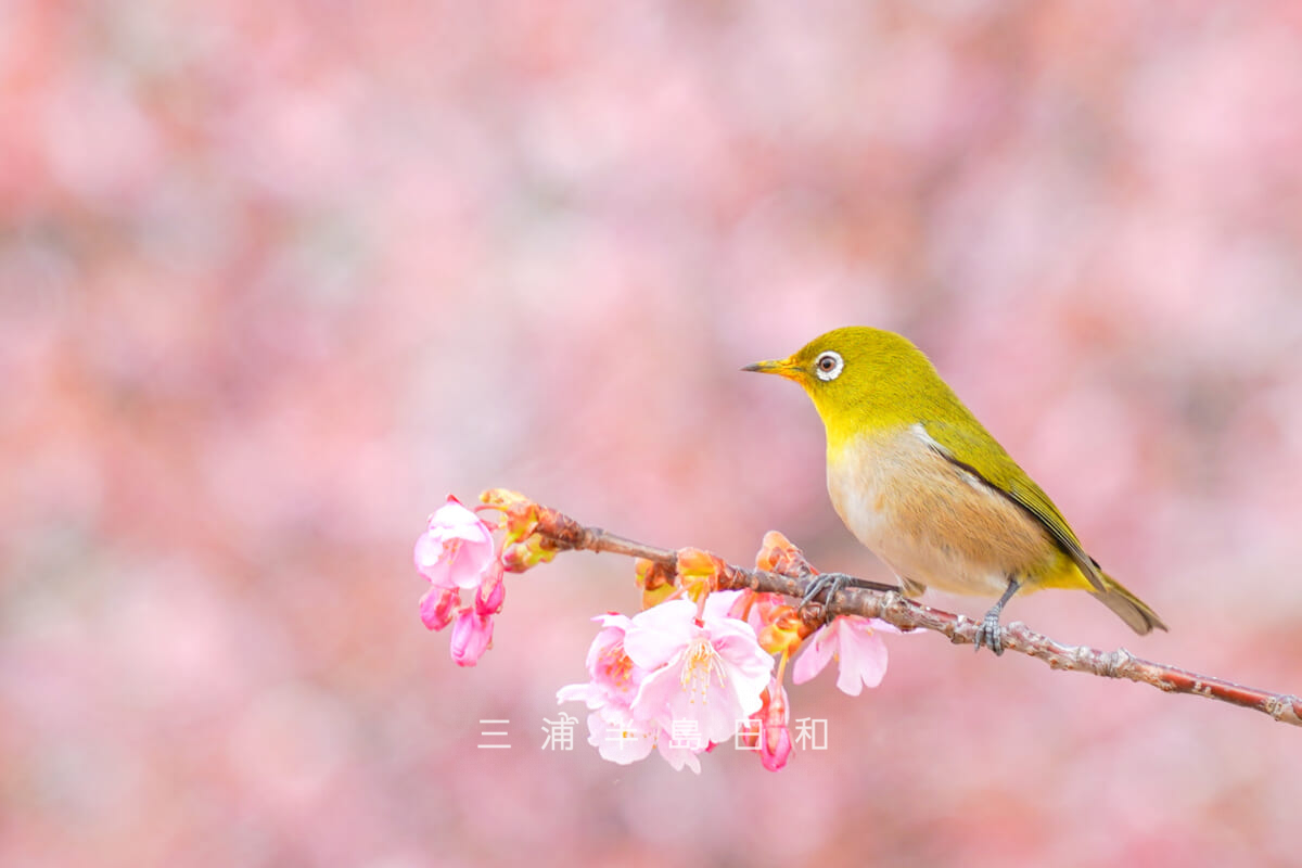 県立観音崎公園-花の広場・河津桜にとまるメジロ[アップ]（撮影日：2026.02.05）