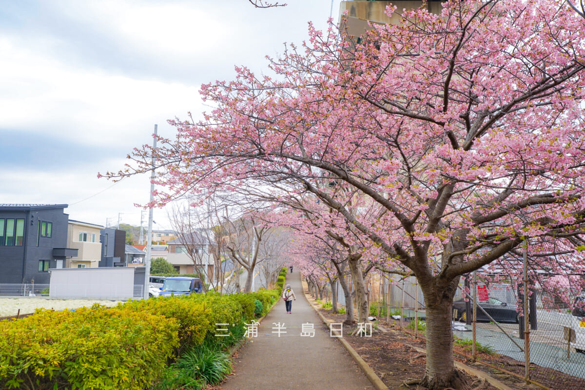 三崎口京急線大ガード下桜並木・見ごろとなった河津桜(撮影日:2026.02.13)