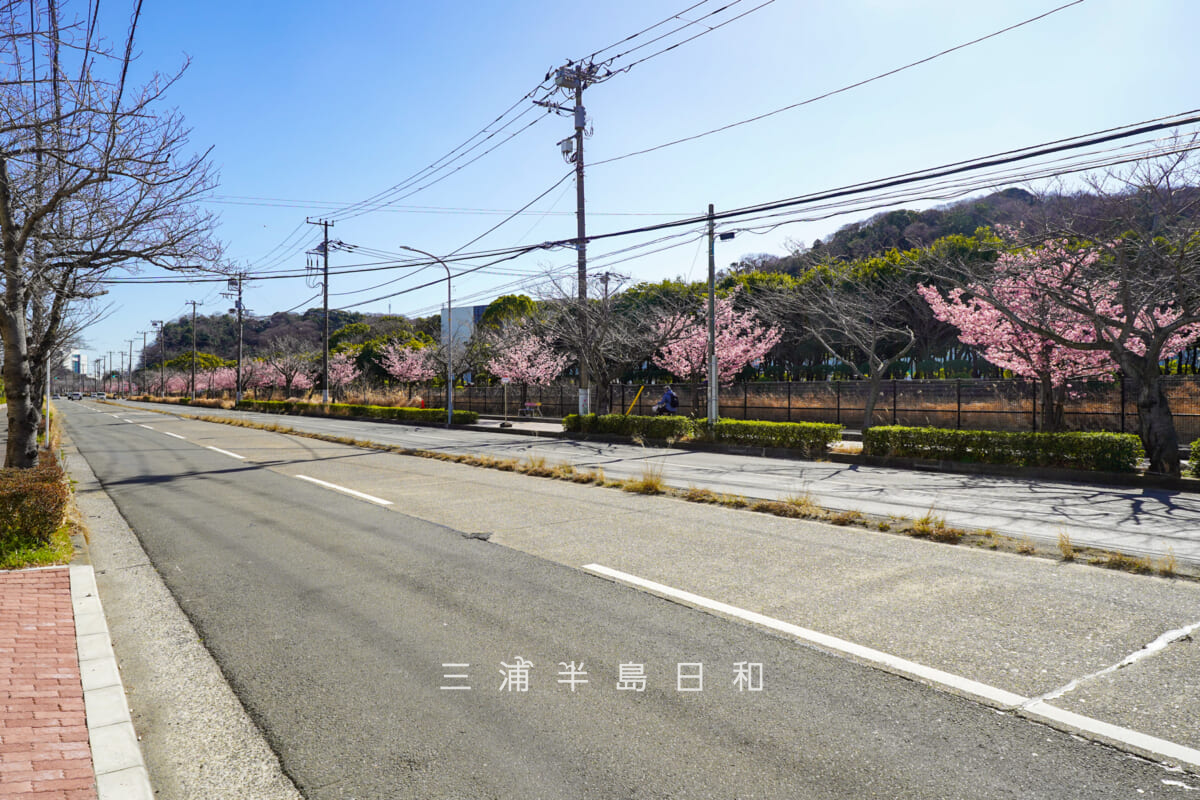 久里浜河津桜並木(テクノパーク前)・久里浜教会前より望む(撮影日:2026.02.19)