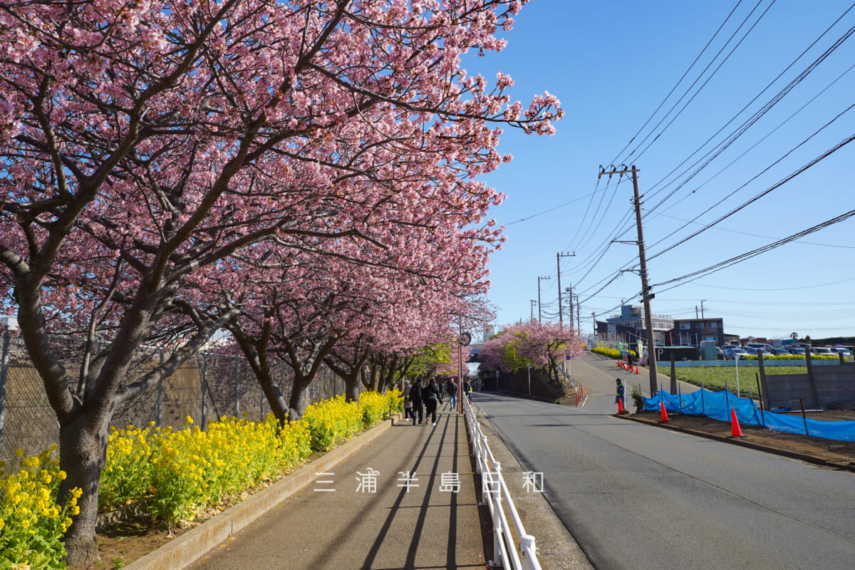 三浦海岸河津桜・開花状況（撮影日：2026.02.19）
