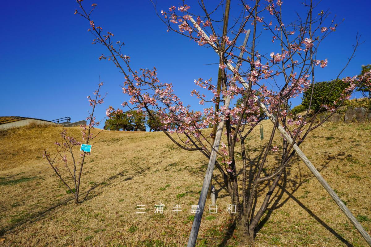 平和中央公園-博物館前広場・咲きはじめの河津桜(撮影日:2026.02.19)