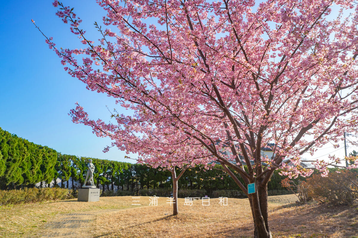 平和中央公園-博物館前広場・満開の河津桜（撮影日：2026.02.19）