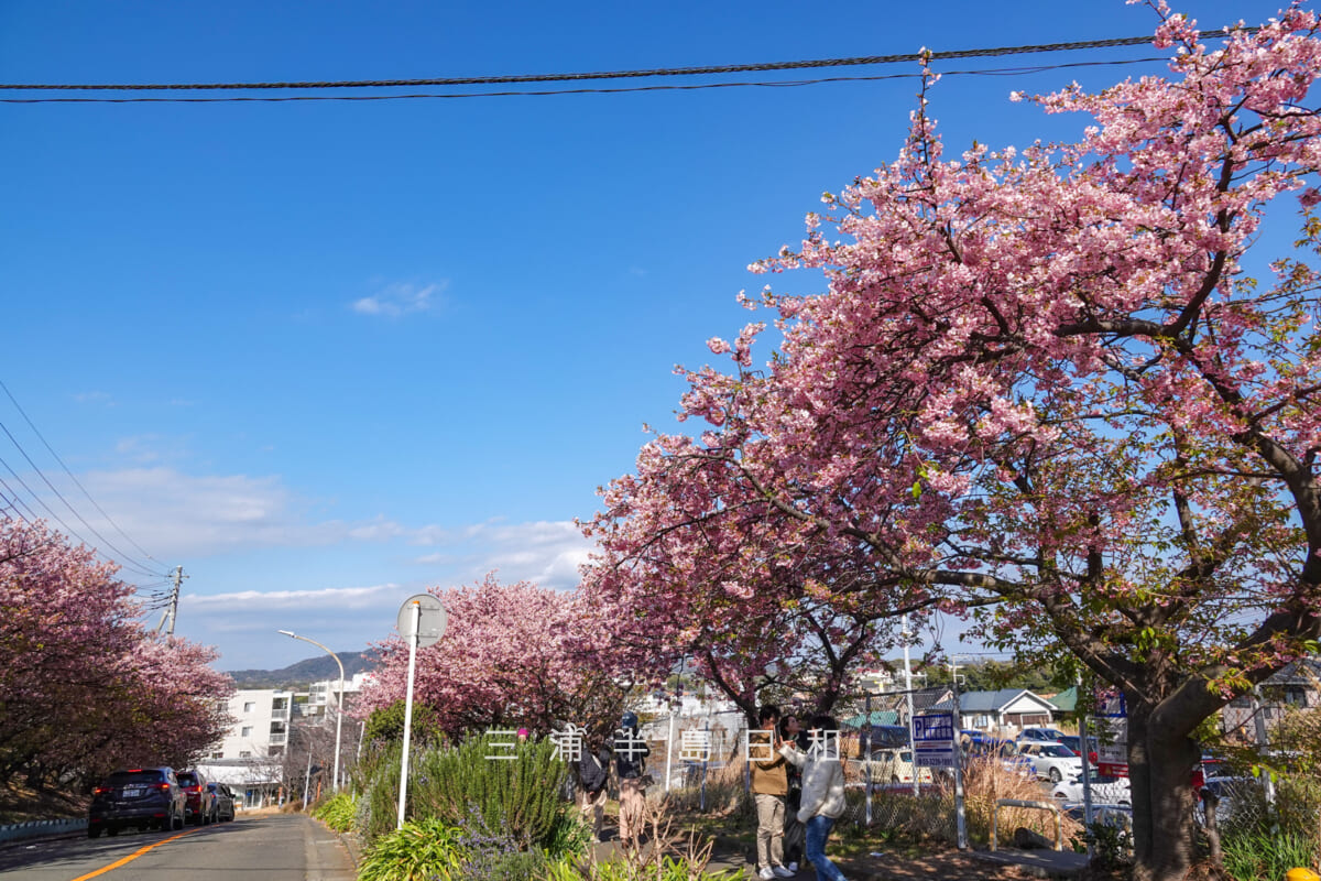 三崎口駅横坂道上部の桜並木・坂上より見下ろす(撮影日:2026.02.22)
