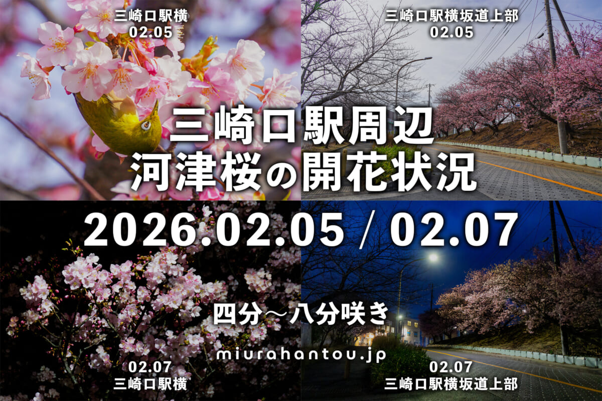 三崎口駅周辺の河津桜・開花状況（撮影日：2026.02.05＆02.07）