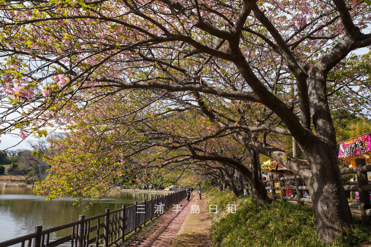 小松ヶ池公園・池のほとりの河津桜並木(撮影日:2026.02.27)