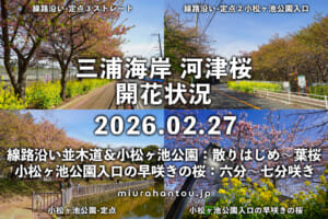 三浦海岸河津桜・開花状況（撮影日：2026.02.27）