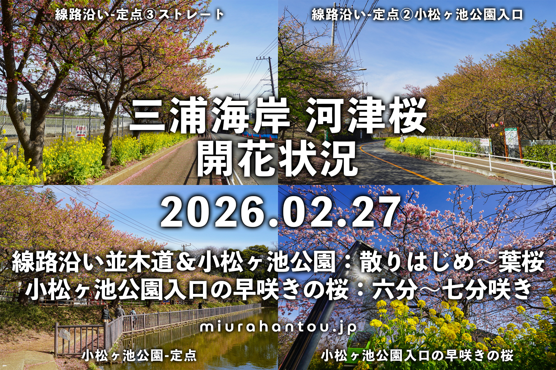 三浦海岸河津桜・開花状況（撮影日：2026.02.27）