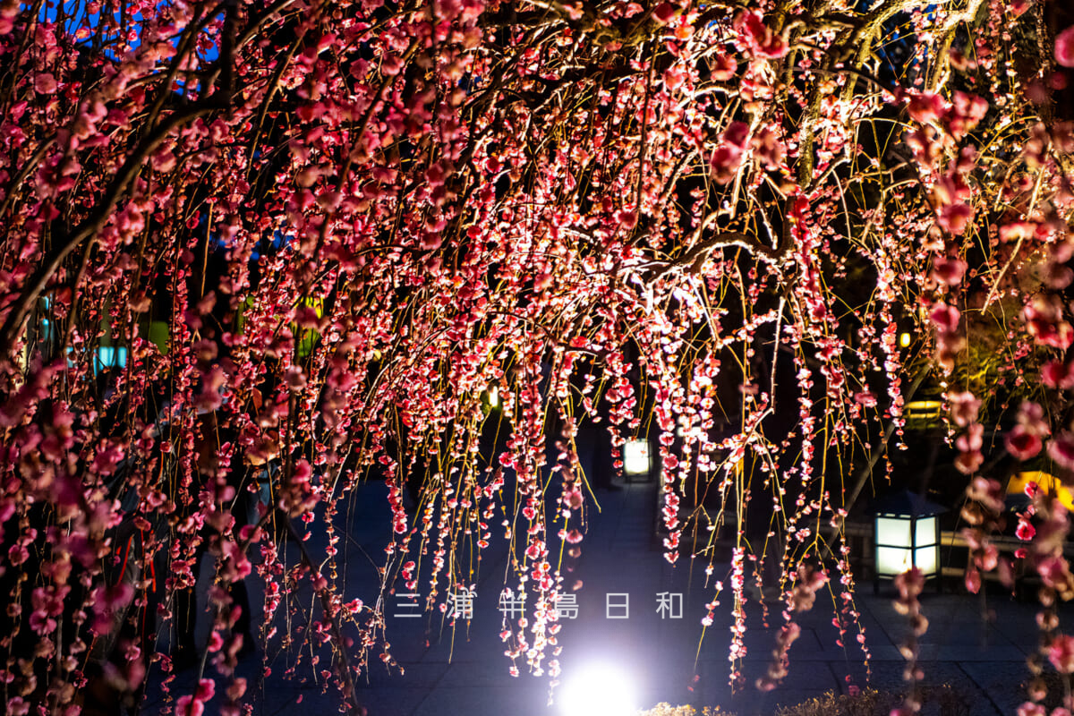 長谷寺「梅ライトアップ」・枝垂れ梅[アップ]（撮影日：2026.02.13）