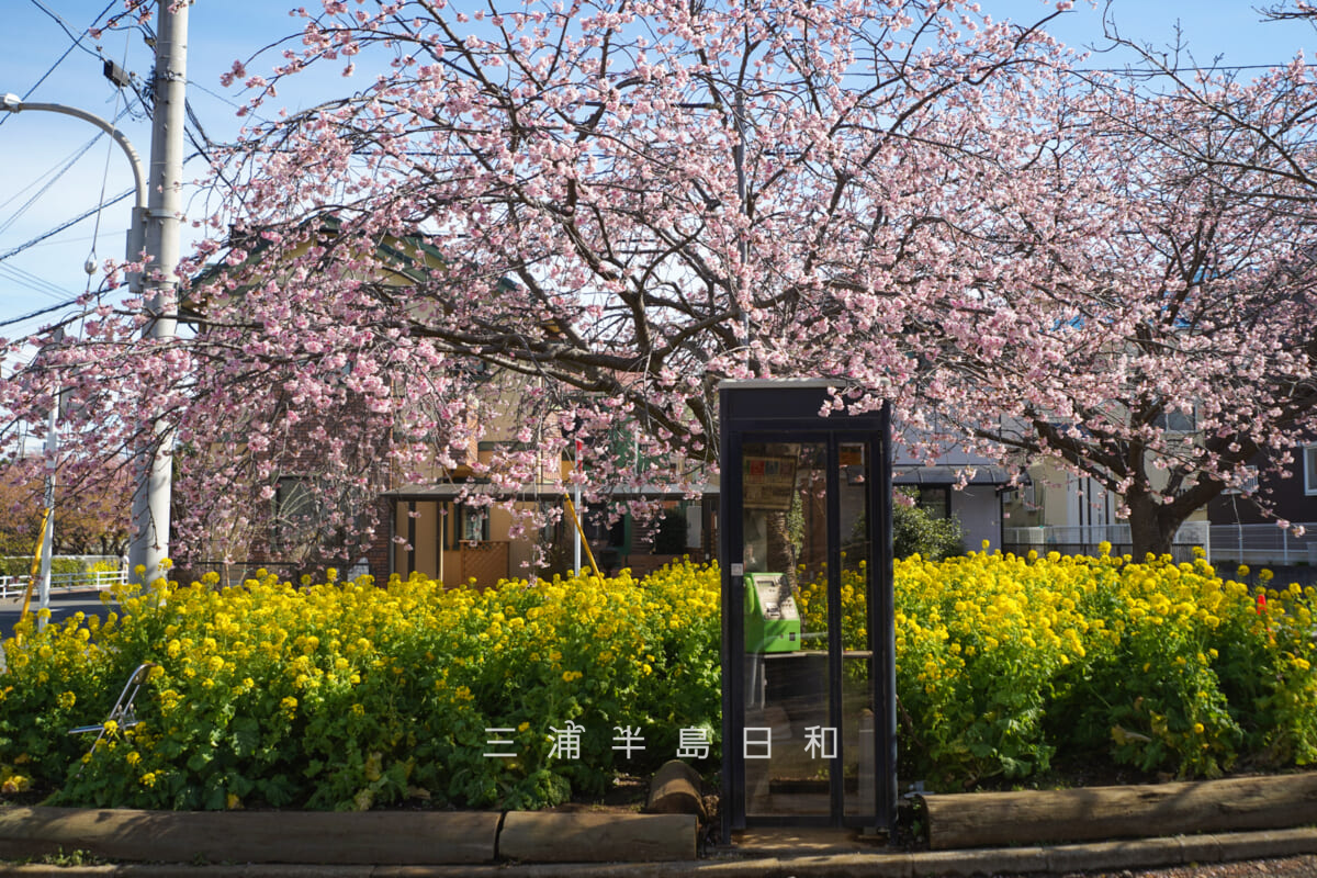 小松ヶ池公園入口付近の早咲きの桜(撮影日:2026.02.27)