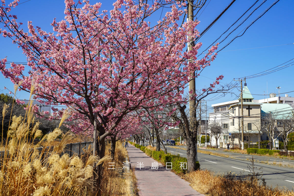 久里浜河津桜並木(テクノパーク前)・久里浜教会前付近(撮影日:2026.02.19)