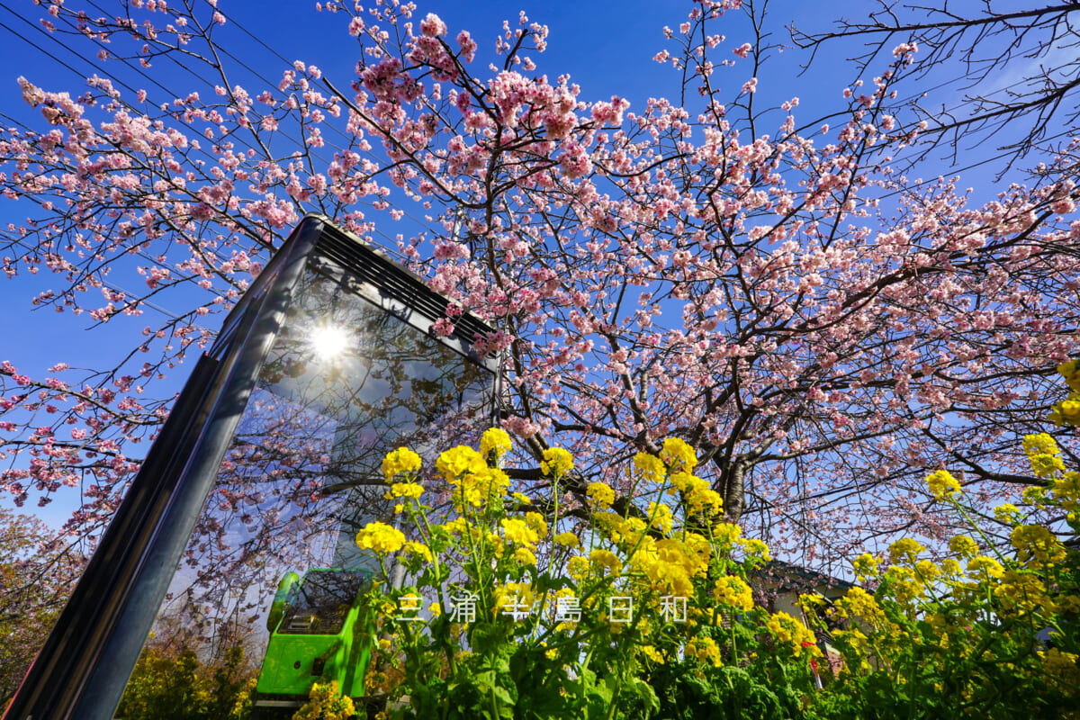 小松ヶ池公園入口付近の早咲きの桜と電話ボックスを見上げる(撮影日:2026.02.27)