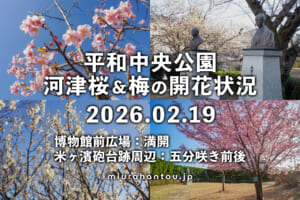 平和中央公園の河津桜・開花状況（撮影日：2026.02.19）