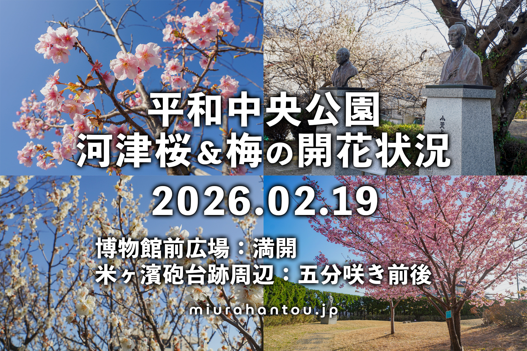 平和中央公園の河津桜・開花状況（撮影日：2026.02.19）