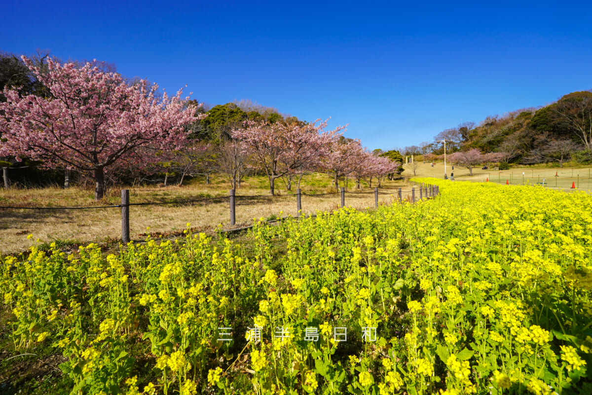 県立観音崎公園-花の広場・河津桜と菜の花畑(撮影日:2026.02.19)