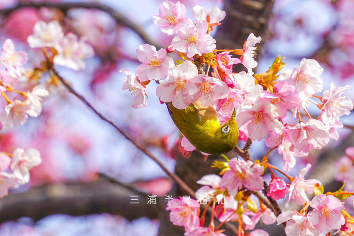 三崎口駅裏の桜並木・河津桜とメジロ（撮影日：2026.02.05）