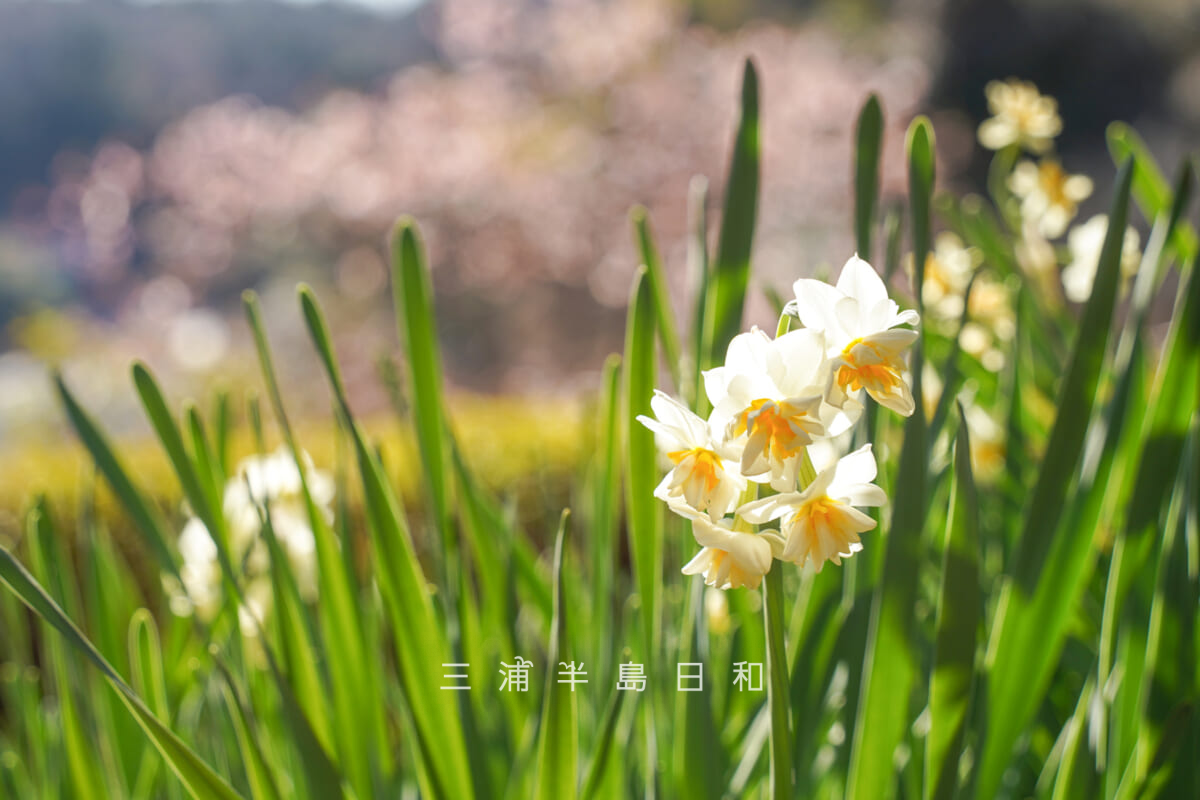 浄妙寺・境内上部の庭園の八重咲き水仙（撮影日：2026.02.03）