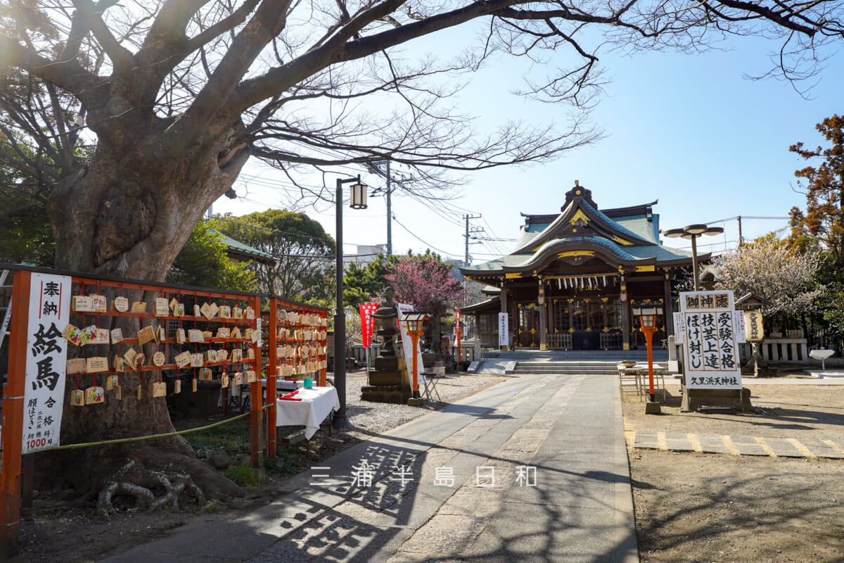 久里浜天神社・たくさんの絵馬が並ぶ新春の境内（撮影日：2026.02.10）