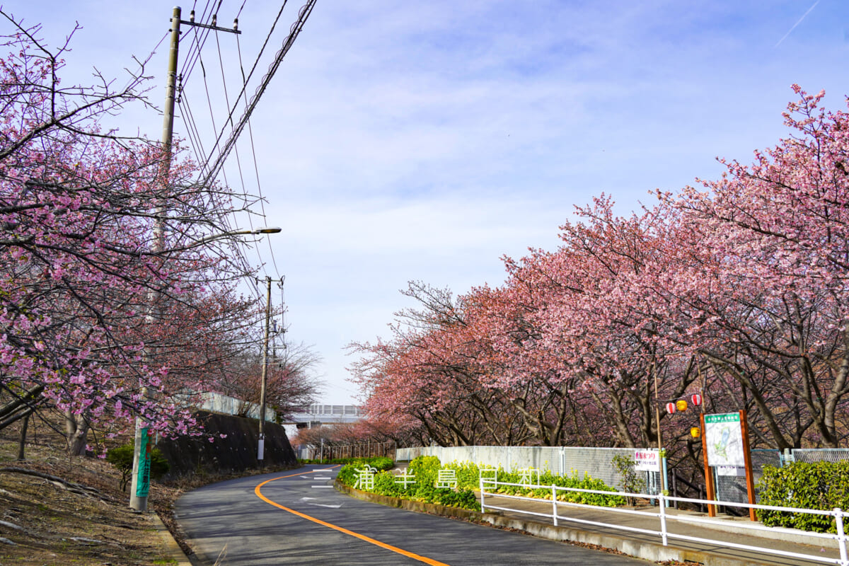 三浦海岸河津桜・開花状況(撮影日:2026.02.05)
