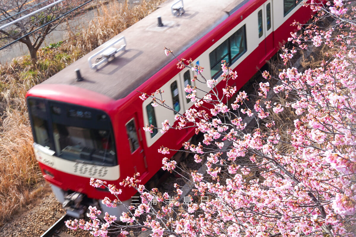 三浦海岸河津桜・開花状況（撮影日：2026.02.05）