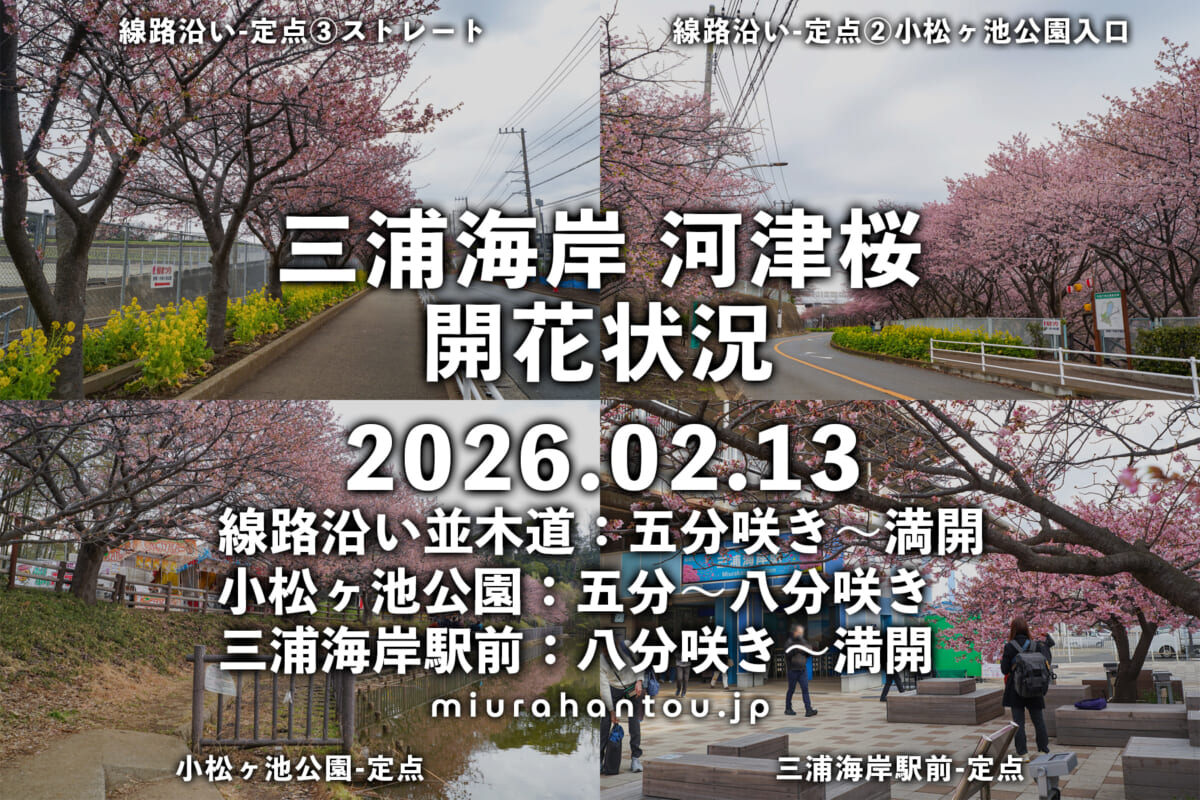 三浦海岸河津桜・開花状況（撮影日：2026.02.13）