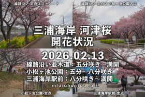 三浦海岸河津桜・開花状況（撮影日：2026.02.13）