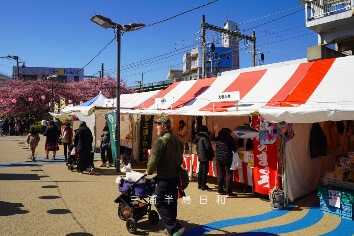 三浦海岸桜まつり・テント村-2(撮影日:2026.02.19)