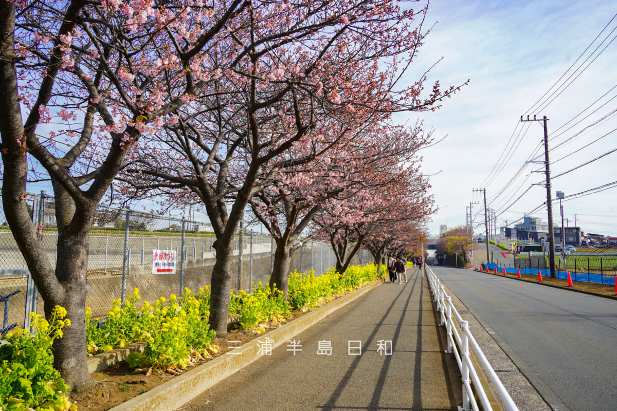 三浦海岸河津桜・開花状況(撮影日:2026.02.05)