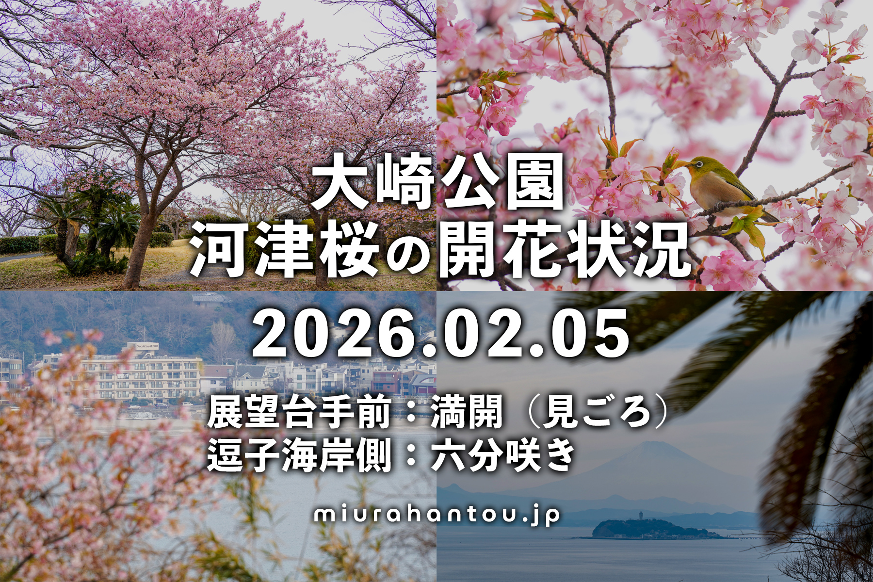 大崎公園の河津桜・開花状況（撮影日：2026.02.05）
