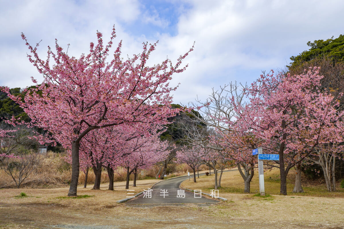 県立観音崎公園-花の広場・森のロッジ方面に続く園路沿いの河津桜(撮影日:2026.02.13)