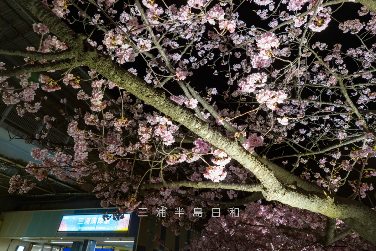 三浦海岸駅前広場の河津桜・夜桜を見上げる（撮影日：2026.02.19）