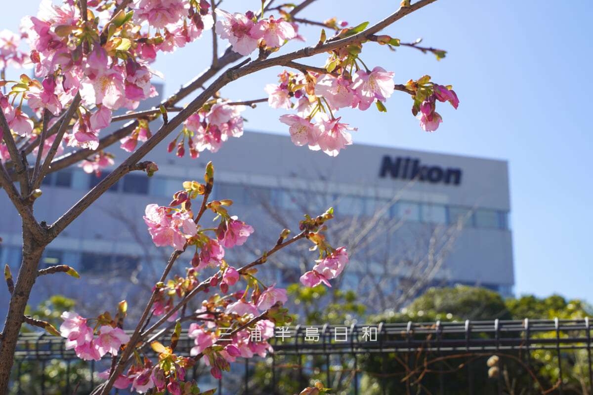 久里浜河津桜並木（テクノパーク前）・ニコン前あたりの若木の河津桜[アップ]（撮影日：2026.02.19）