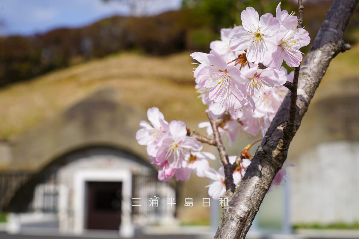 平和中央公園・アシガラザクラ（春めき桜）-1（撮影日：2022.03.16）