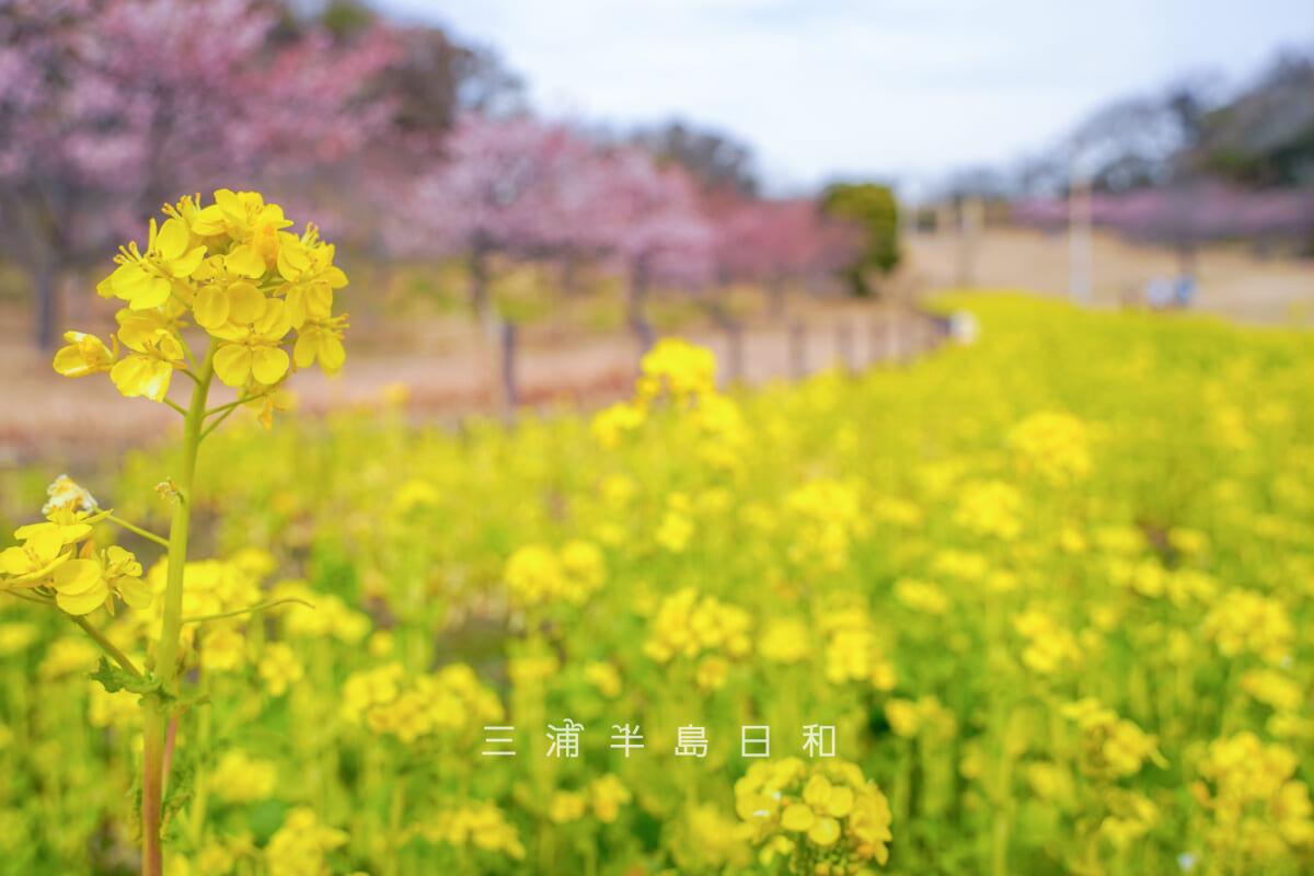 県立観音崎公園-花の広場・菜の花（撮影日：2026.02.05）
