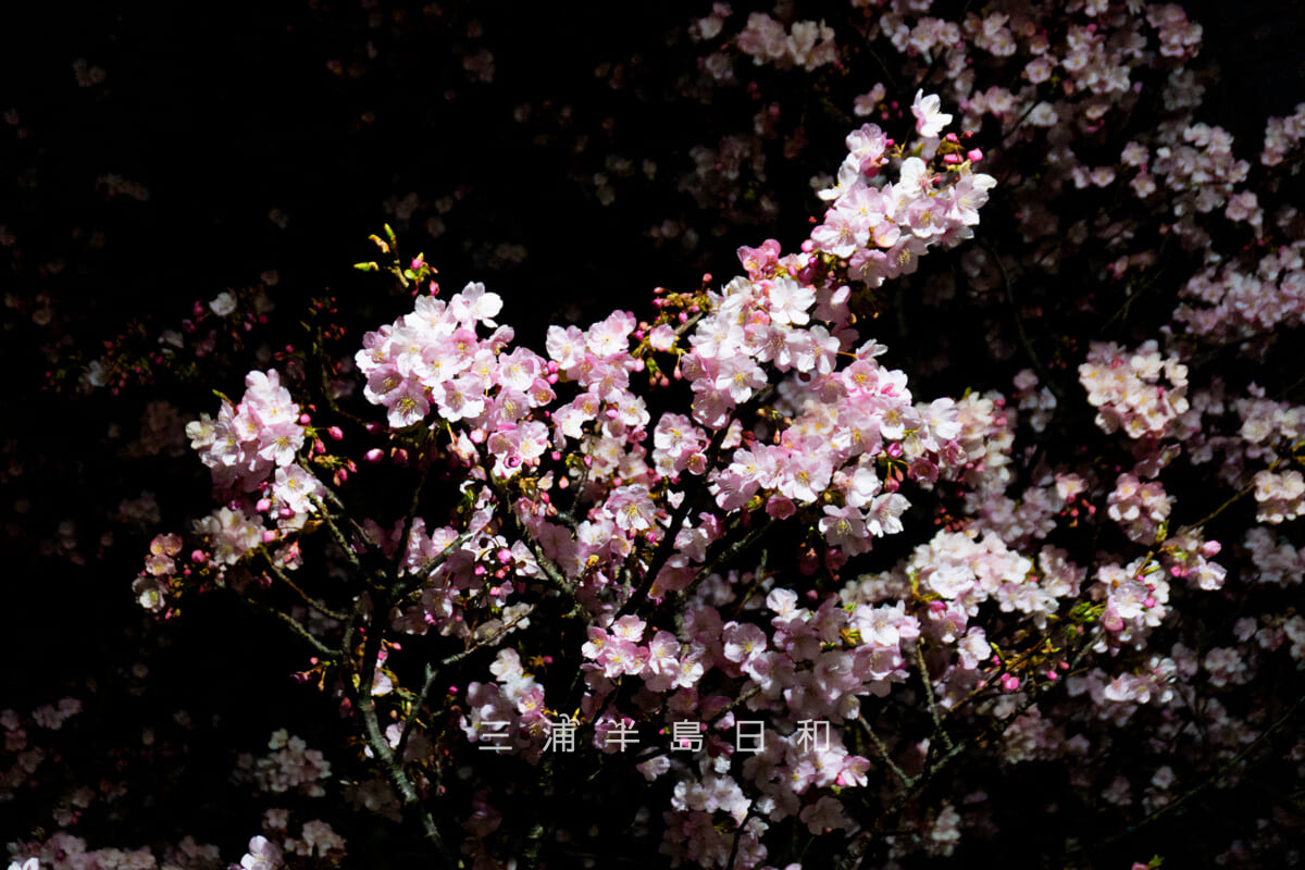 三崎口駅横・街灯ライトアップによる河津桜の夜桜（撮影日：2026.02.07）
