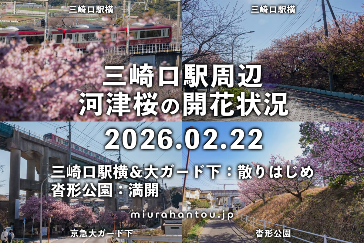 三崎口駅周辺の河津桜・開花状況（撮影日：2026.02.22）
