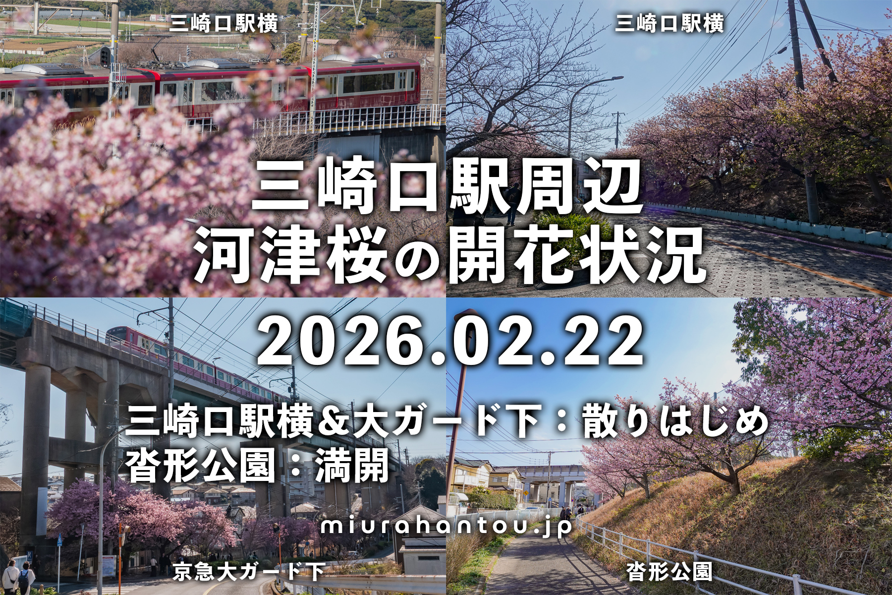三崎口駅周辺の河津桜・開花状況（撮影日：2026.02.22）