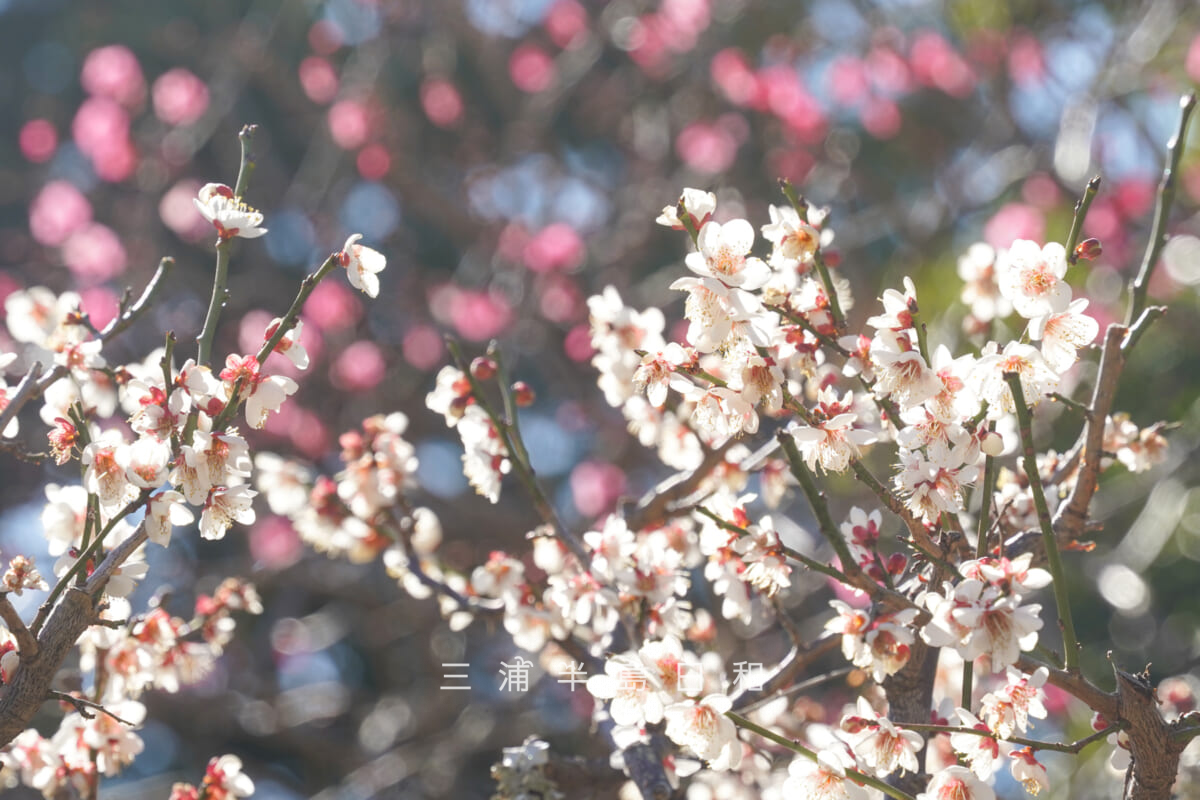 浄妙寺・花塚横の白梅[アップ]（撮影日：2026.02.03）