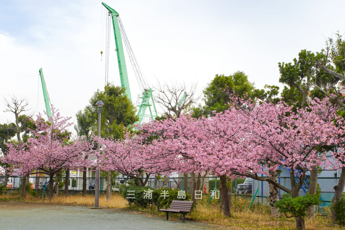 浦郷公園・京浜ドック追浜工場のクレーンと河津桜(撮影日:2026.02.27)