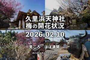 久里浜天神社の梅・開花状況（撮影日：2026.02.10）
