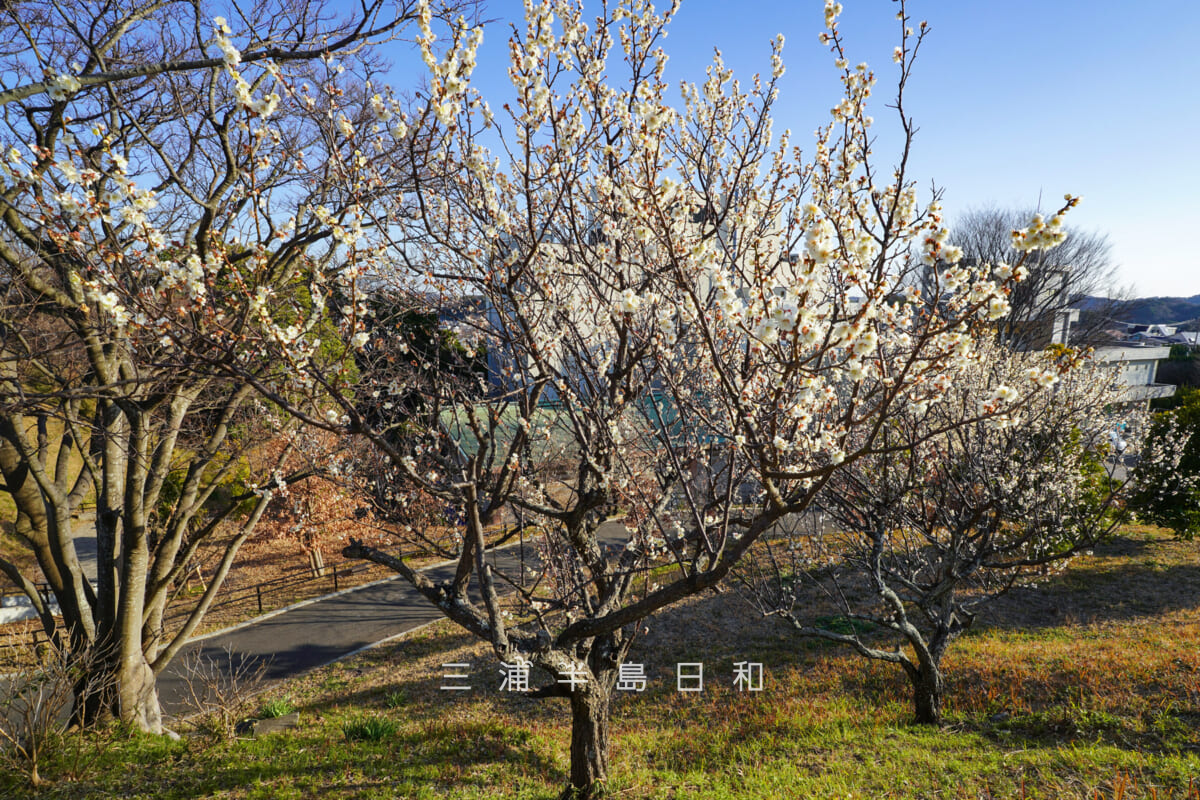 平和中央公園・遊具広場下の梅(撮影日:2026.02.19)